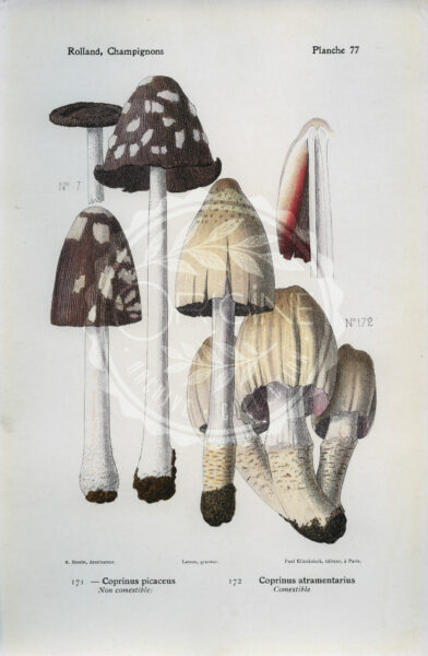 Planches mycologiques anciennes – Collection Rolland, Champignons