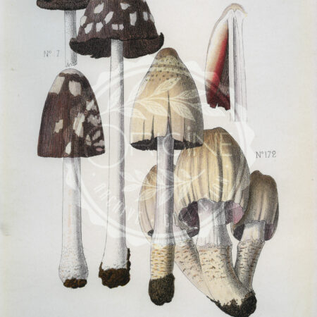 Planches mycologiques anciennes – Collection Rolland, Champignons