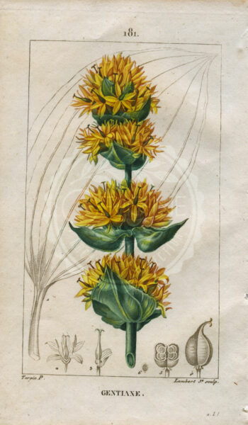 planche botanique originale. gravure ancienne Turpin 9-T4-gentiane