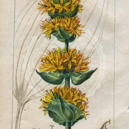 planche botanique originale. gravure ancienne Turpin 9-T4-gentiane