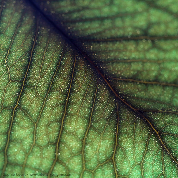 bijou-végétal-feuilles-stabilisées-origine-atelier-floral-boucles-d'oreilles-sophie-court 2