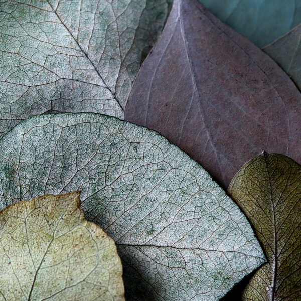 bijou-végétal-feuilles-stabilisées-origine-atelier-floral-boucles-d'oreilles-sophie-court 2