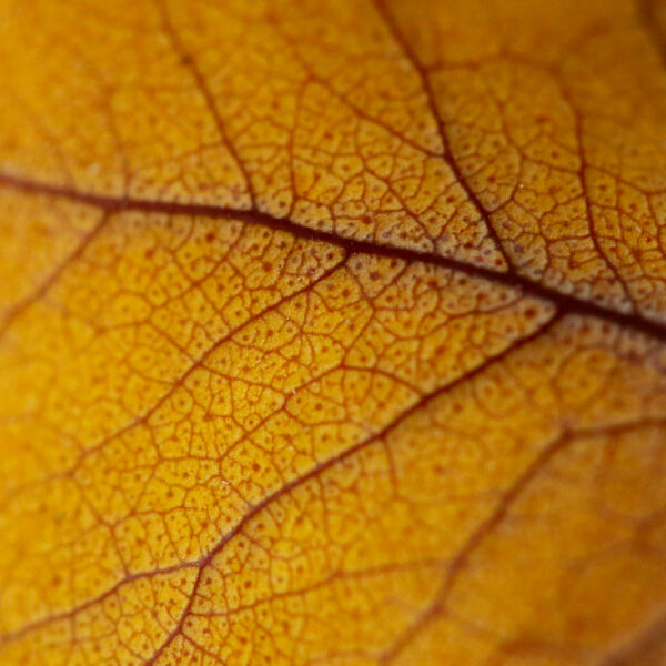 bijou-végétal-feuilles-stabilisées-origine-atelier-floral-boucles-d'oreilles-sophie-court 2