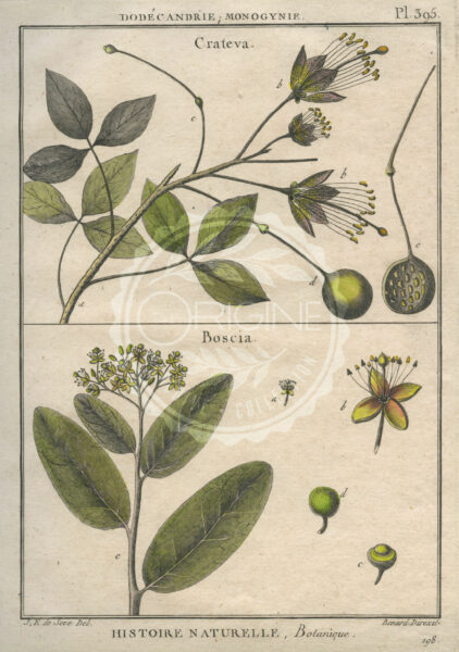 planche botanique originale. gravure ancienne crateca-et-boscia