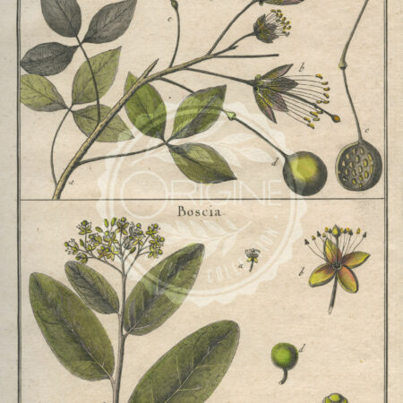 planche botanique originale. gravure ancienne crateca-et-boscia