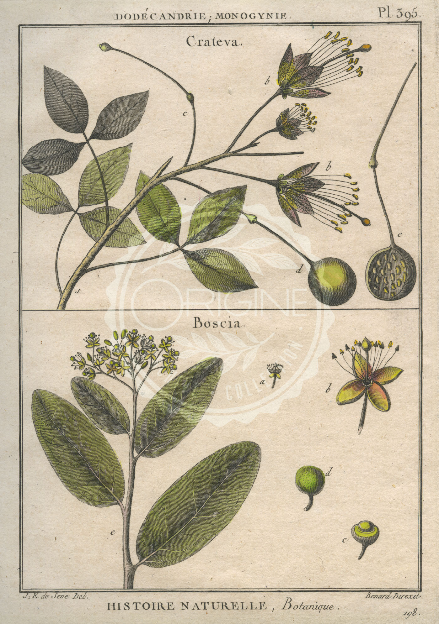 planche botanique originale. gravure ancienne crateca-et-boscia