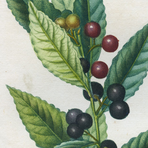 planche botanique originale. gravure ancienne Turpin