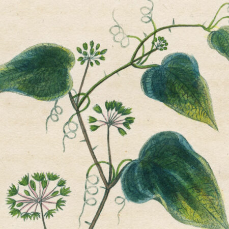 planche botanique originale. gravure ancienne salsepareille