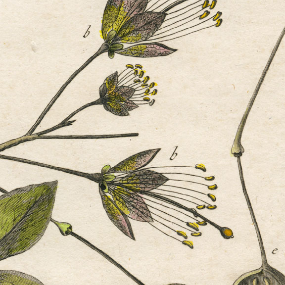 planche botanique originale. gravure ancienne crateca-et-boscia