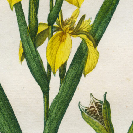 planche botanique originale. gravure ancienne Turpin