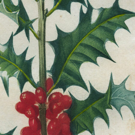 planche botanique originale. gravure ancienne Turpin