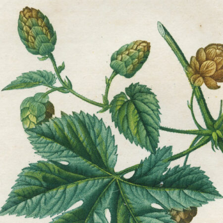 planche botanique originale. gravure ancienne Turpin