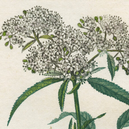 planche botanique originale. gravure ancienne Turpin