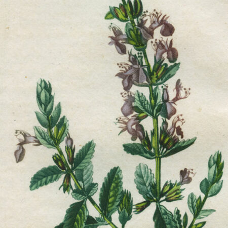 planche botanique originale. gravure ancienne Turpin