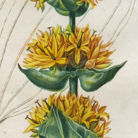 planche botanique originale. gravure ancienne Turpin