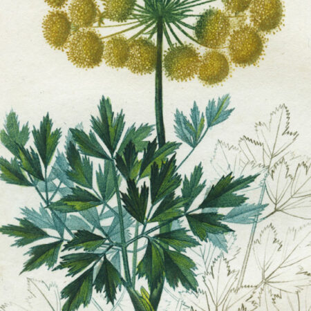 planche botanique originale. gravure ancienne Turpin