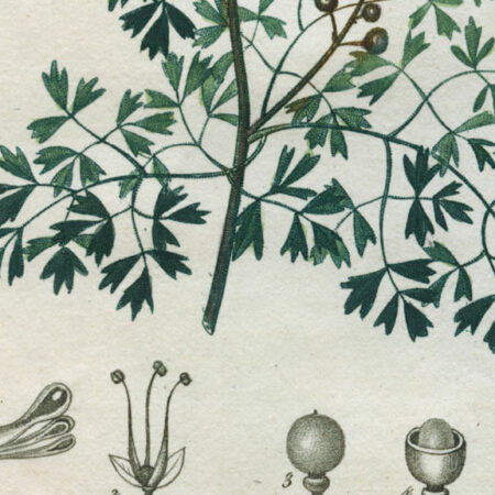 planche botanique originale. gravure ancienne Turpin