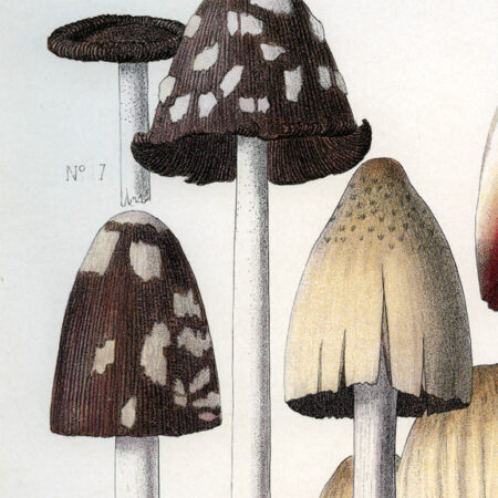 Planches mycologiques anciennes – Collection Rolland, Champignons