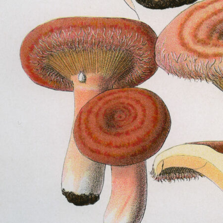 Planches mycologiques anciennes – Collection Rolland, Champignons
