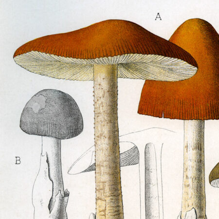 Planches mycologiques anciennes – Collection Rolland, Champignons