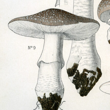 Planches mycologiques anciennes – Collection Rolland, Champignons