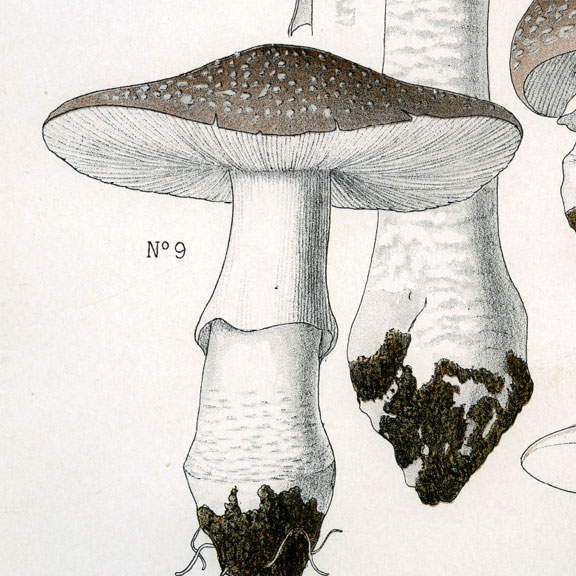 Planches mycologiques anciennes – Collection Rolland, Champignons