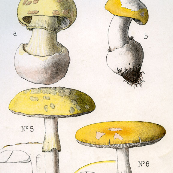 Originale · Planche mycologique du XIXᵉ siècle • Rolland . Amanita mappa et Amanita junquillea