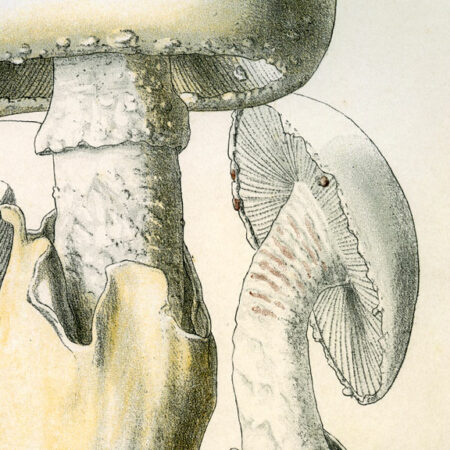 Planches mycologiques anciennes – Collection Rolland, Champignons