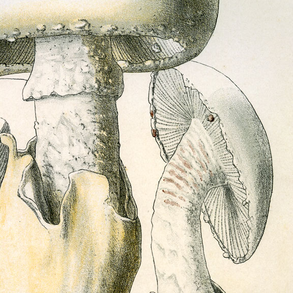 Planches mycologiques anciennes – Collection Rolland, Champignons