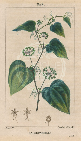planche botanique originale. gravure ancienne salsepareille