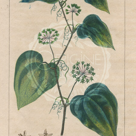 planche botanique originale. gravure ancienne salsepareille