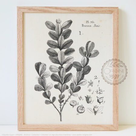 Cadres-en-chene-impression-textile-botanique-origine-archive-collection-sophie-court