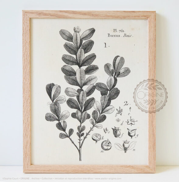 Cadres-en-chene-impression-textile-botanique-origine-archive-collection-sophie-court