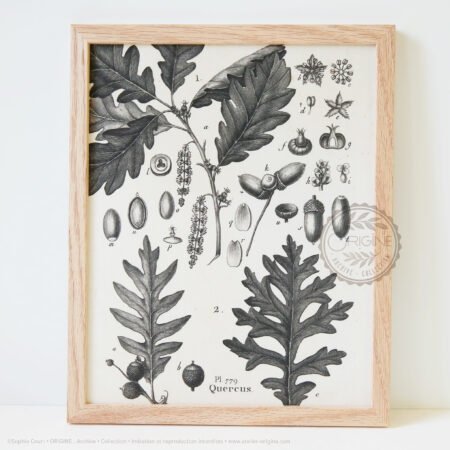 Cadres-en-chene-impression-textile-botanique-origine-archive-collection-sophie-court