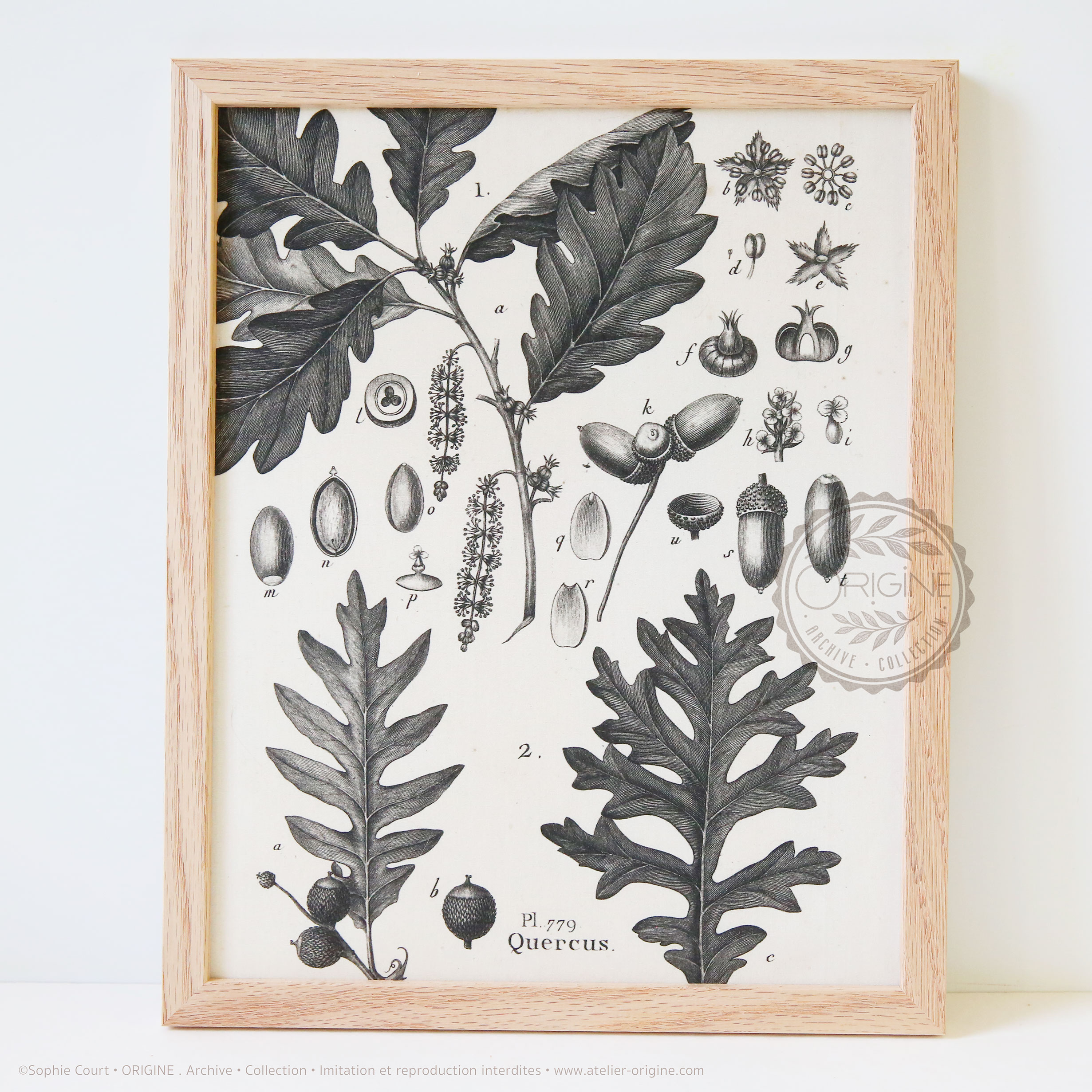 Cadres-en-chene-impression-textile-botanique-origine-archive-collection-sophie-court
