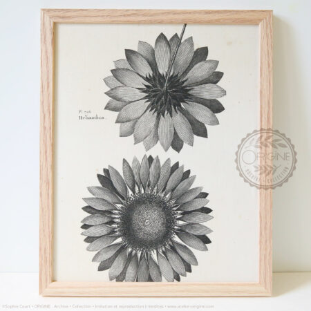 Cadres-en-chene-impression-textile-botanique-origine-archive-collection-sophie-court