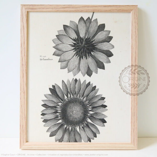 Cadres-en-chene-impression-textile-botanique-origine-archive-collection-sophie-court