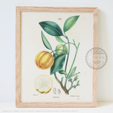 Cadres-en-chene-impression-textile-botanique-origine-archive-collection-sophie-court