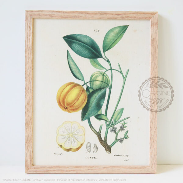Cadres-en-chene-impression-textile-botanique-origine-archive-collection-sophie-court
