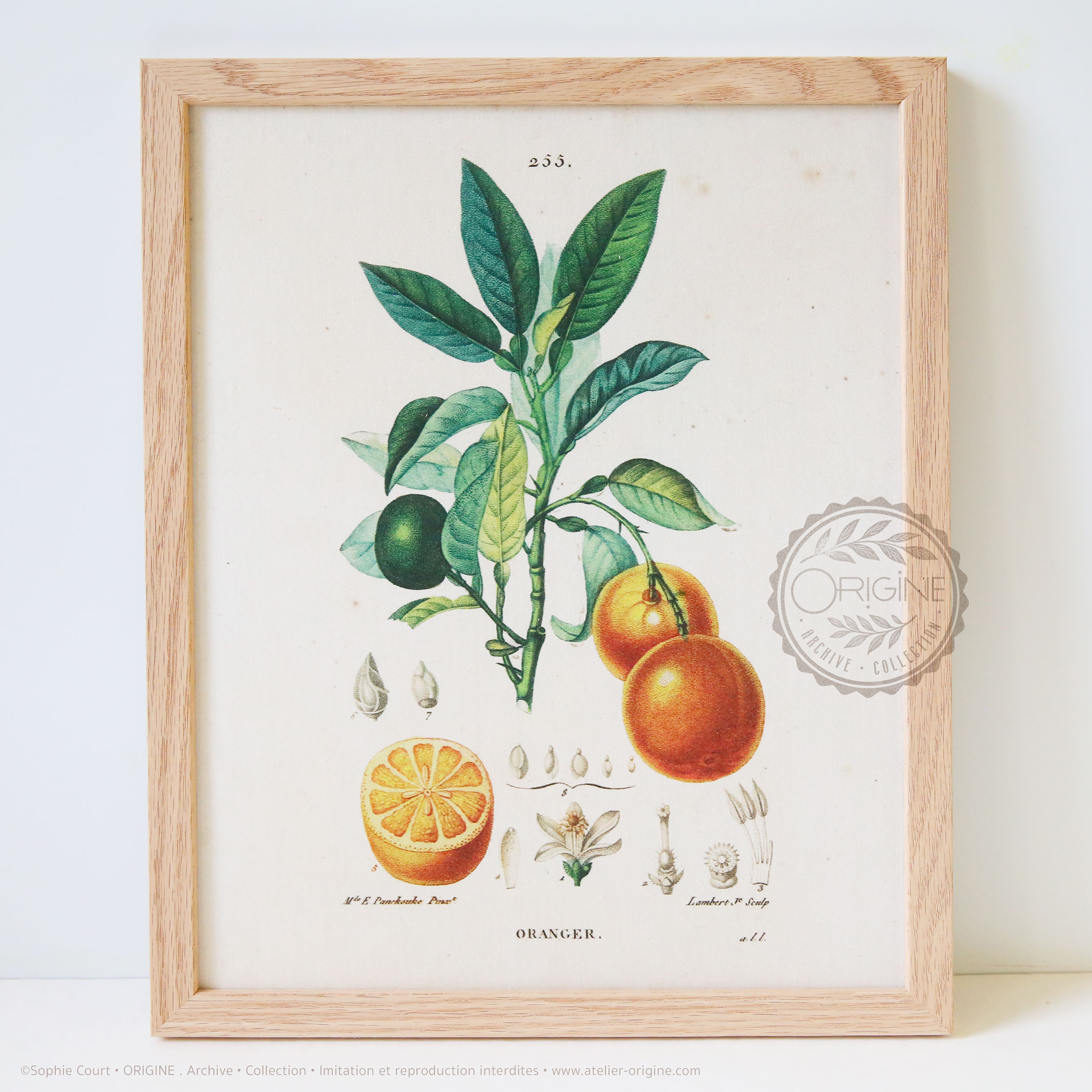 Cadres-en-chene-impression-textile-botanique-origine-archive-collection-sophie-court