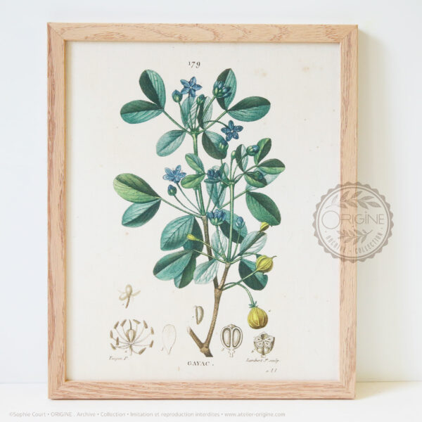 Cadres-en-chene-impression-textile-botanique-origine-archive-collection-sophie-court