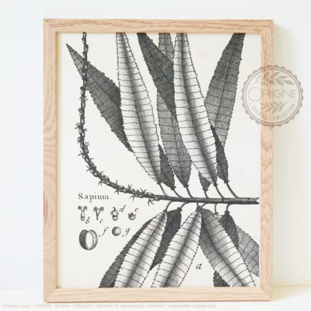 Cadres-en-chene-impression-textile-botanique-origine-archive-collection-sophie-court