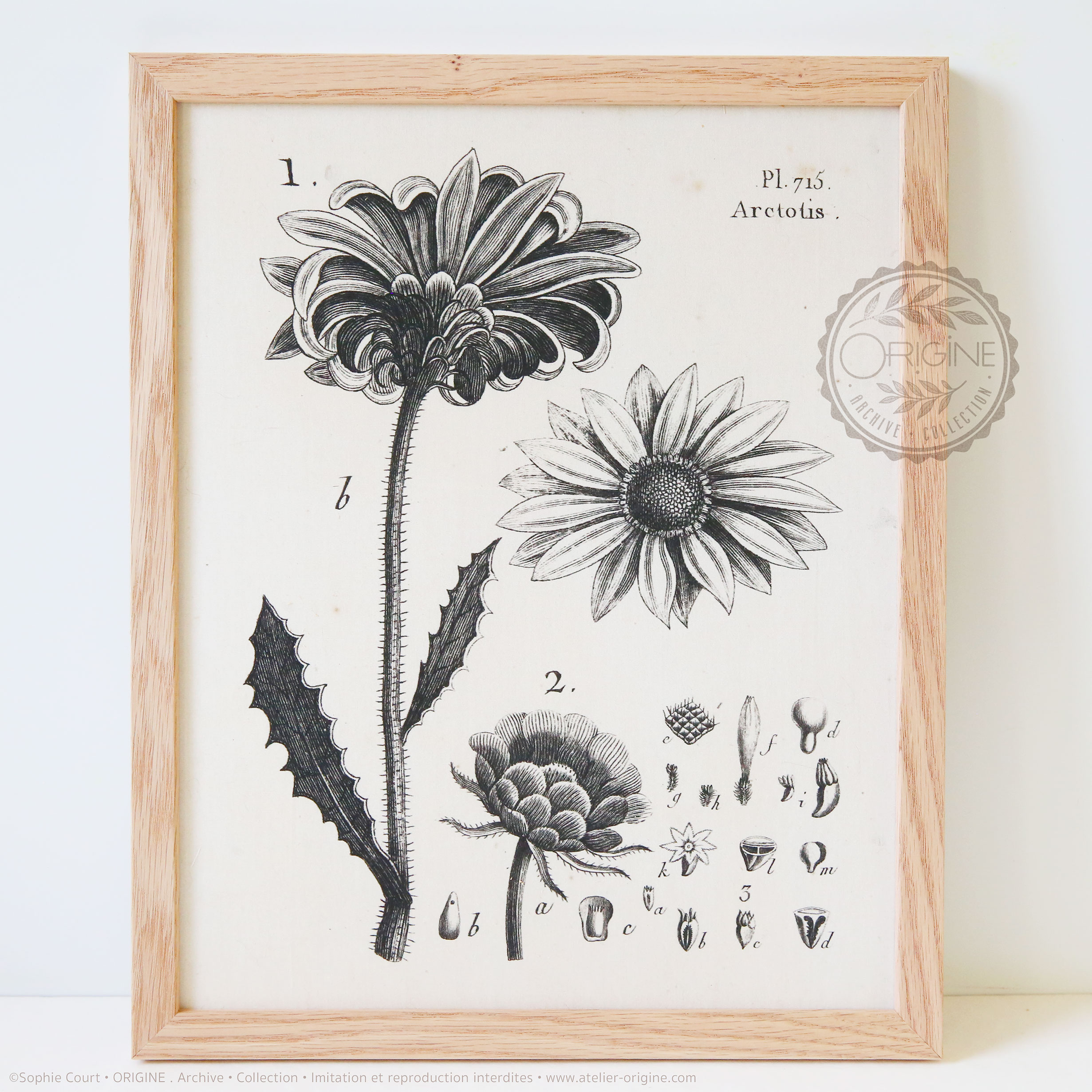 Cadres-en-chene-impression-textile-botanique-origine-archive-collection-sophie-court