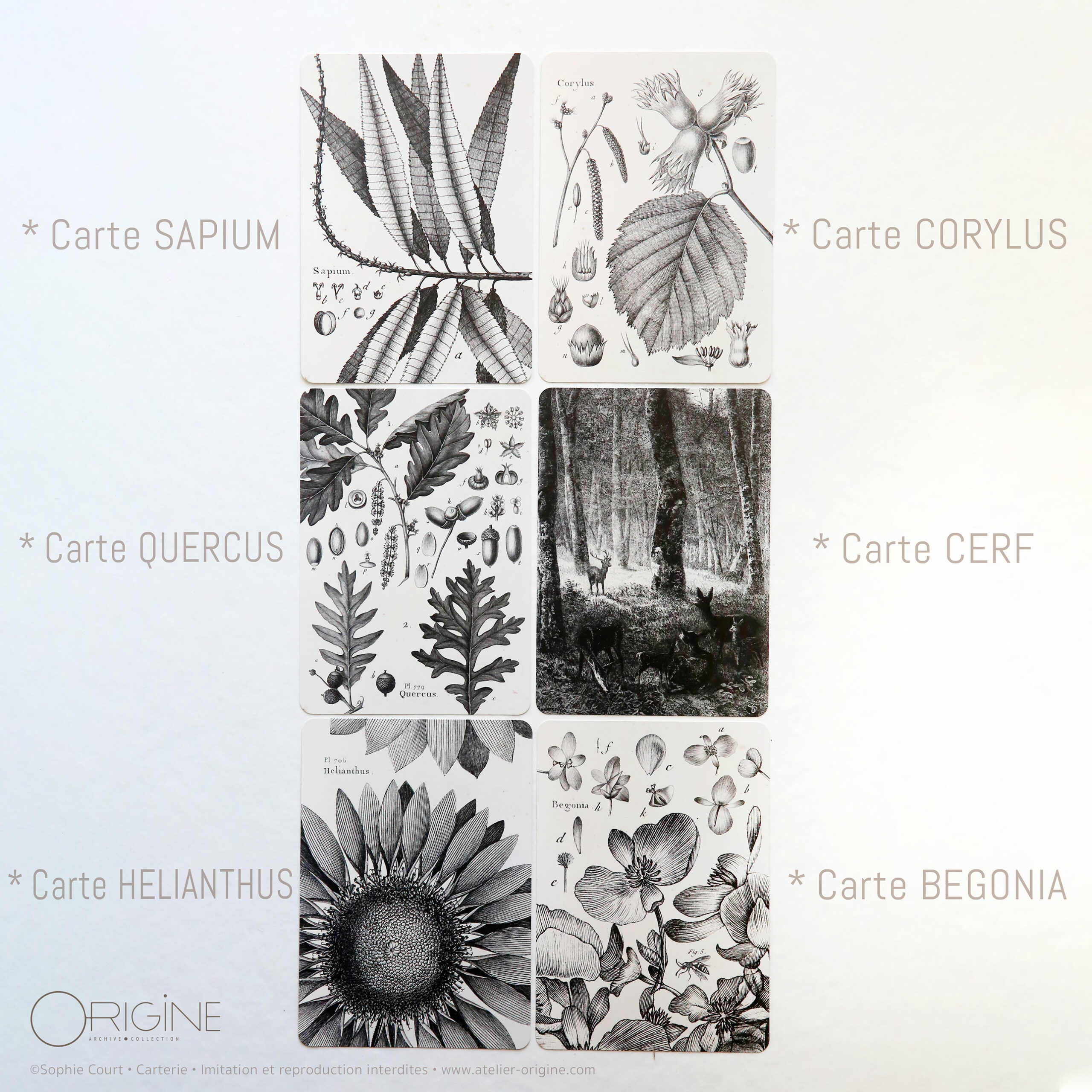 planche-carte-postale-origine-archive-collection-noir-et-blanc-2